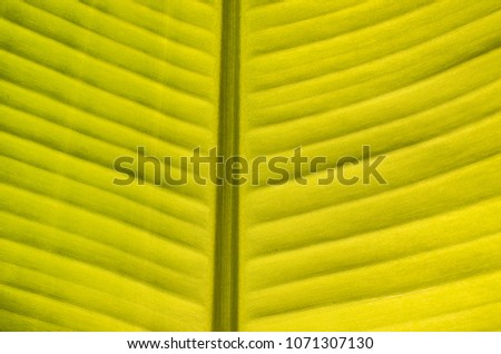 Patterned and textured of yellow and green banana young leaf or leaflet on tree in the morning