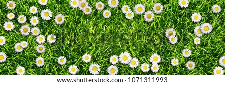 cheerful daisy flower meadow in sunshine from above, border from daisies, frame from fresh flowers in springtime with  advertising space in the middle, floral background with copy space
