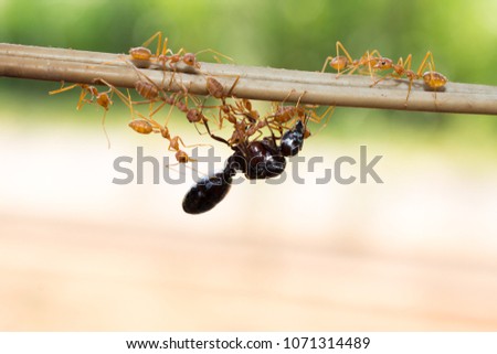 Ants eat ant