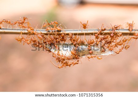 
Ants eat fish