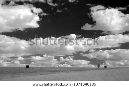 Late summer rural landscape of the central Poland with the mowed fields/stubble and two bales of hay (right one near the tree) and cumulus clouds on the sky. (B&W, IR)
