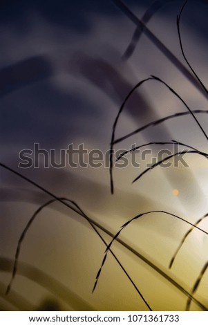 romantic background with grass in golden daylight during sunset