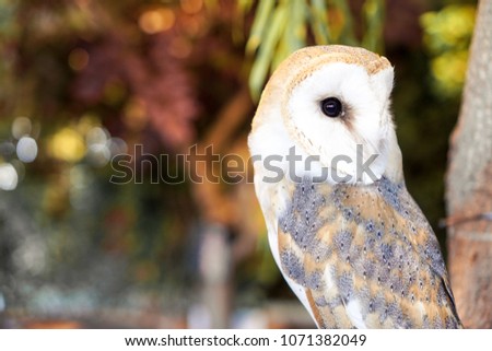 Owl standing on a branch