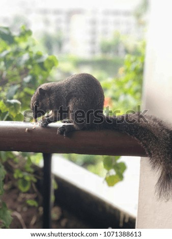 Asian squirrel sits and eats nuts on the background of nature. Close up. Travelling to Bali, Indonesia