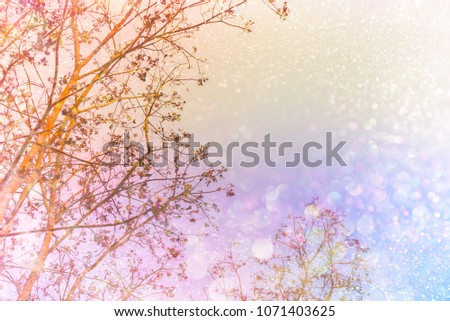 dry tree silhouette colorful sunset sky with glitter light in soft pastel tone,romance background 