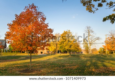 Park in  Autumn with a Orange Maple Tree in Foreground and a Lawn Covered in Fallen Leaves Warmly Lit by a Setting Sun