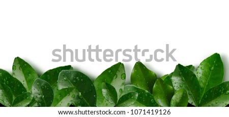 tropical freshness green leave wih water droplet or raindrop frame on below with clipping path and shadow ,white background
