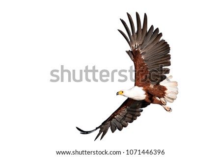 fish eagle beautifully flying on isolated white background