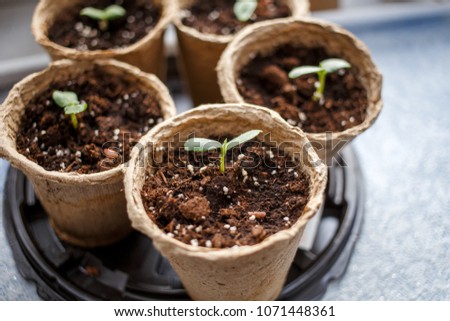 Photo of peat pots with seedlings