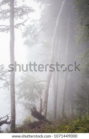 Photo of foggy forest with trees