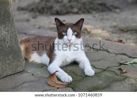 a beautiful brown- white female cat is looking into the camera with her fierce eyes, elegant and graceful posture