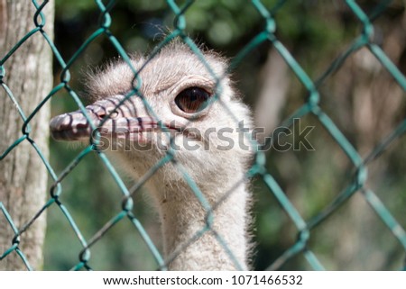 ostrich behind a wire