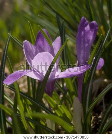 Single blooming spring purple flower crocus in the sunlight. Close-up crocus on a natural background of green leaves with a selective focus. Saffron in a spring garden.