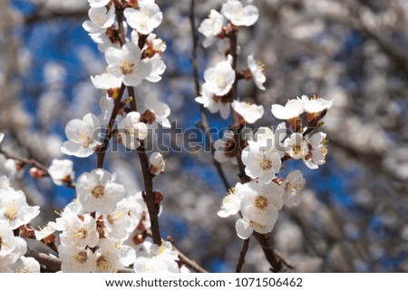 fresh spring flowers of apricot tree on the branches. background spring flowering. shallow depth of field. 