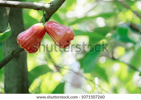 Rose apples on tree in orchard,Thailand


