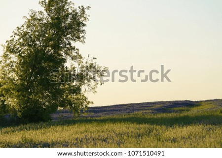 View of a meadow along the Ennis, Texas Bluebonnets Trail