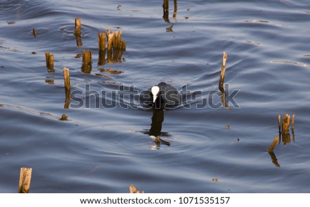Black duck with a white head floats along the river