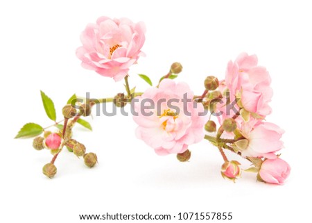 pink little Rose isolated white background. close up. 
view from above.
