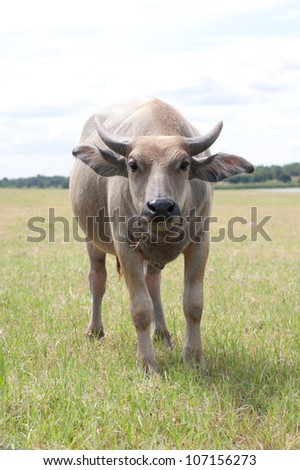 buffalo eating grass in wild field