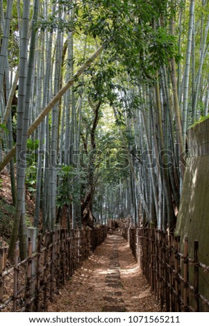 Small Path in Japanese bamboo grove