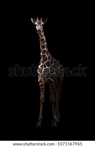 giraffe ( Giraffa camelopardalis ) standing in the dark