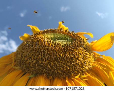 Stingless bees are collecting nectar and pollen from sunflower. They can be found in most tropical or subtropical regions of the world, and this picture photographed from Nakhon Phanom, Thailand.