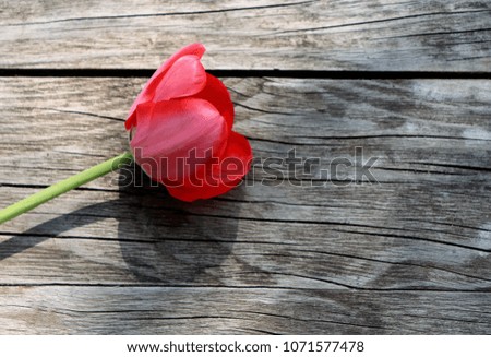 Red tulip on rustic wooden background. Spring flowers. Spring background. Greeting card for Valentine's Day, Woman's Day and Mother's Day.