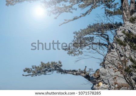 pine on the cliff