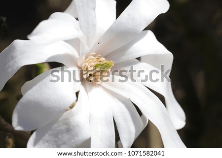 white magnolia on spring garden