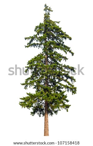 Fir tree isolated on white background Royalty-Free Stock Photo #107158418