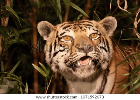 a close-up of a tiger on a forest