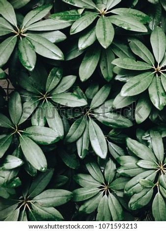 Tree leaves with raindrops background top view. Macro floral wallpaper