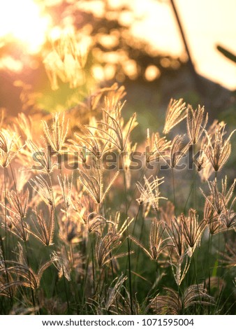Flowering grass and evening lighting with blurry background.