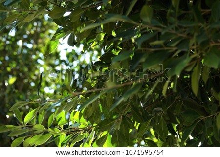 Abstract nature background. Jungle trees with vibrant green leaves and branches.
