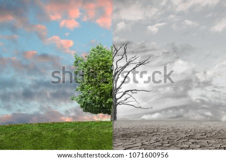 Powerful image of a tree half dead, half alive. Conceptual art of the contrast between life and death. Royalty-Free Stock Photo #1071600956