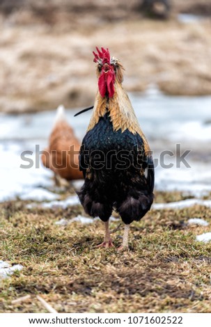 The rooster screams in the morning in the spring