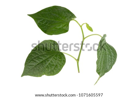 leaf betel isolated on white background.