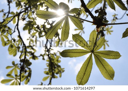 First horse chestnut tree leaves in spring against  sun, shallow focus background. 