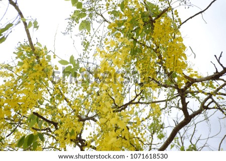 The flowers of Golden Shower Tree