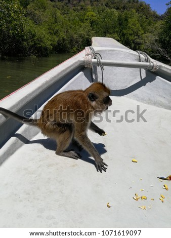 Monkey on the boat