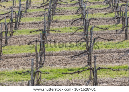 wine vineyard in spring