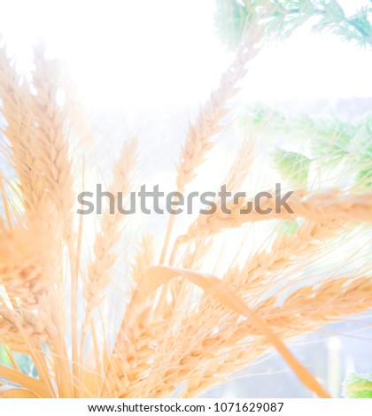 Close up flower grass and sunrise background,blure and over exposure background