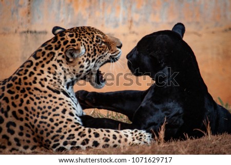 The joke of the great: one panthera onca and one black panther (melanistic jaguar). Friendship concept.