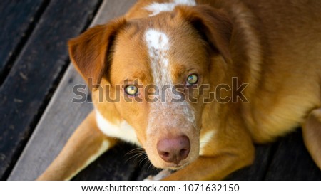 Dog Pet Canine Animal 