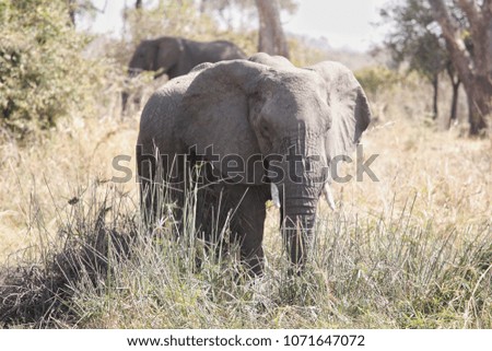 Elephant in Ruaha National Park, Tanzania