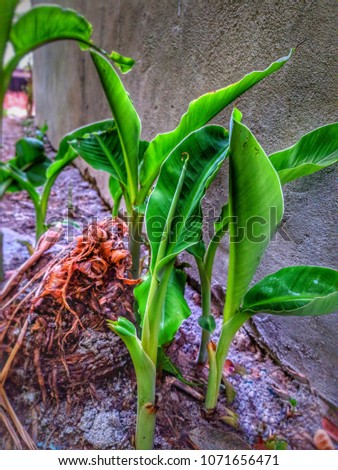 it is a pic of a baby banana tree 