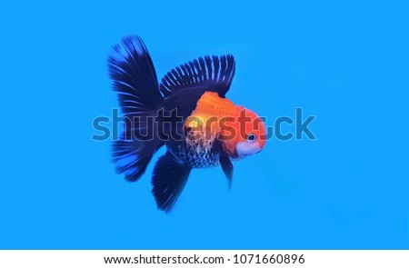 Black and red  gold fish in fish tank. Carassius auratus, Oranda goldfish is one of the most popular ornamental fish.