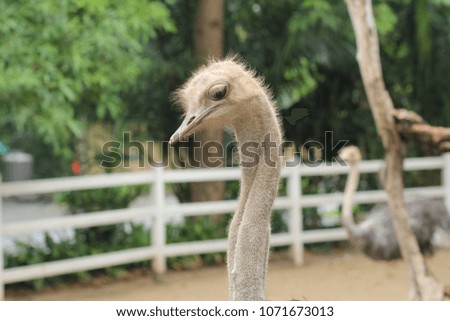 Struthio camelus , Ostrich