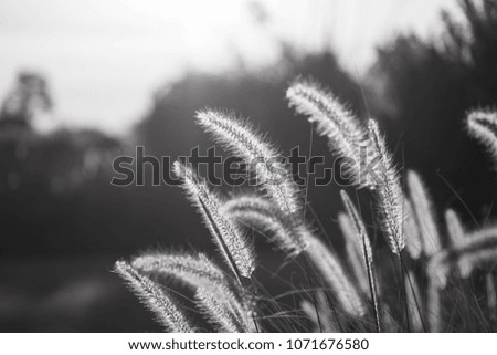 close up shot of mission grass during sunrise in black and white