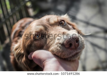 Close-up portrait of cute muzzle dog lying in person's or owner palm on old village yard with wooden fence background.